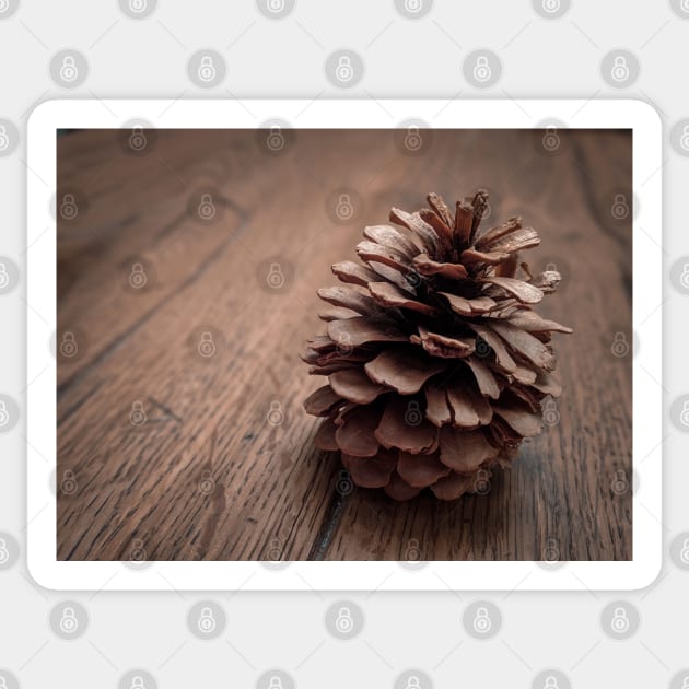 Pine Cone Sticker by Luigi Veggetti